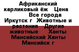 Африканский карликовый ёж › Цена ­ 6 000 - Все города, Иркутск г. Животные и растения » Другие животные   . Ханты-Мансийский,Ханты-Мансийск г.